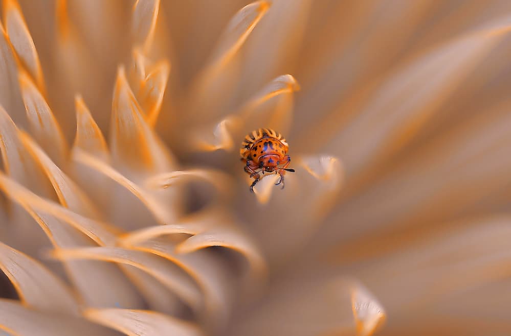 Macro Orange Insect by Thierry Dufour — canvas wall art
