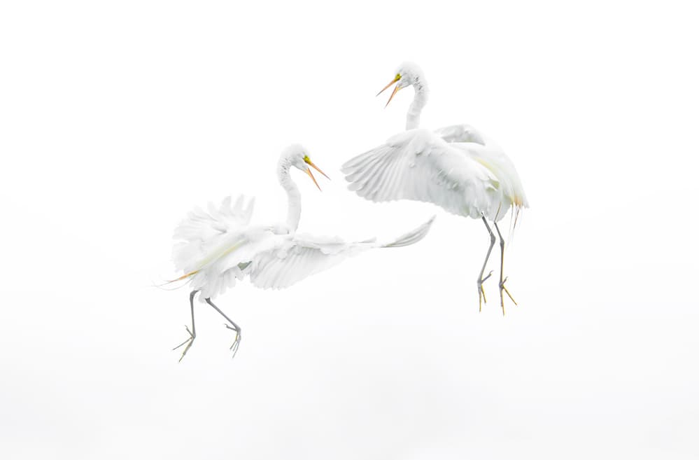 Elegant Egret Dance by Larry Deng APA — canvas wall art