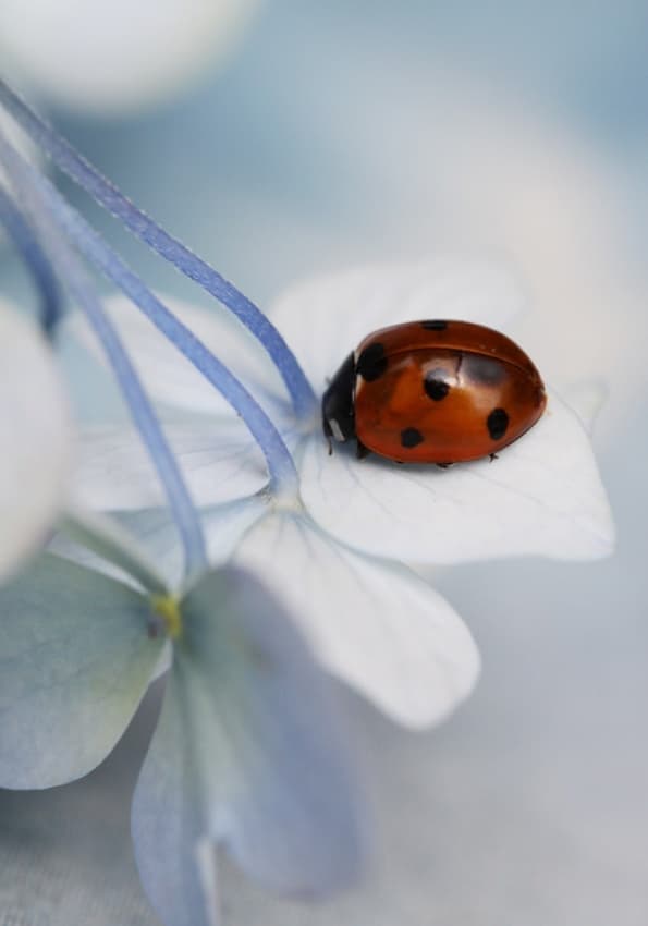 Ladybug on Blue Bloom by Ellen van Deelen — canvas wall art