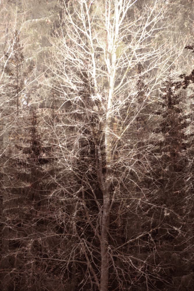 Winter Forest Light by Christina Sillen — canvas wall art