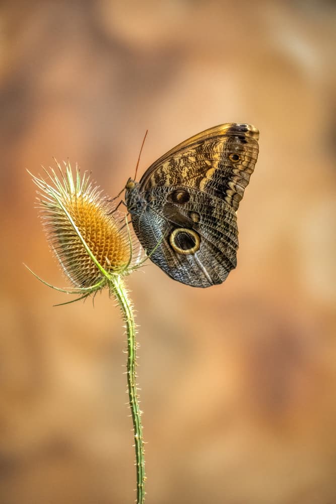 Owl Butterfly On Thistle by Piet Haaksma — canvas wall art