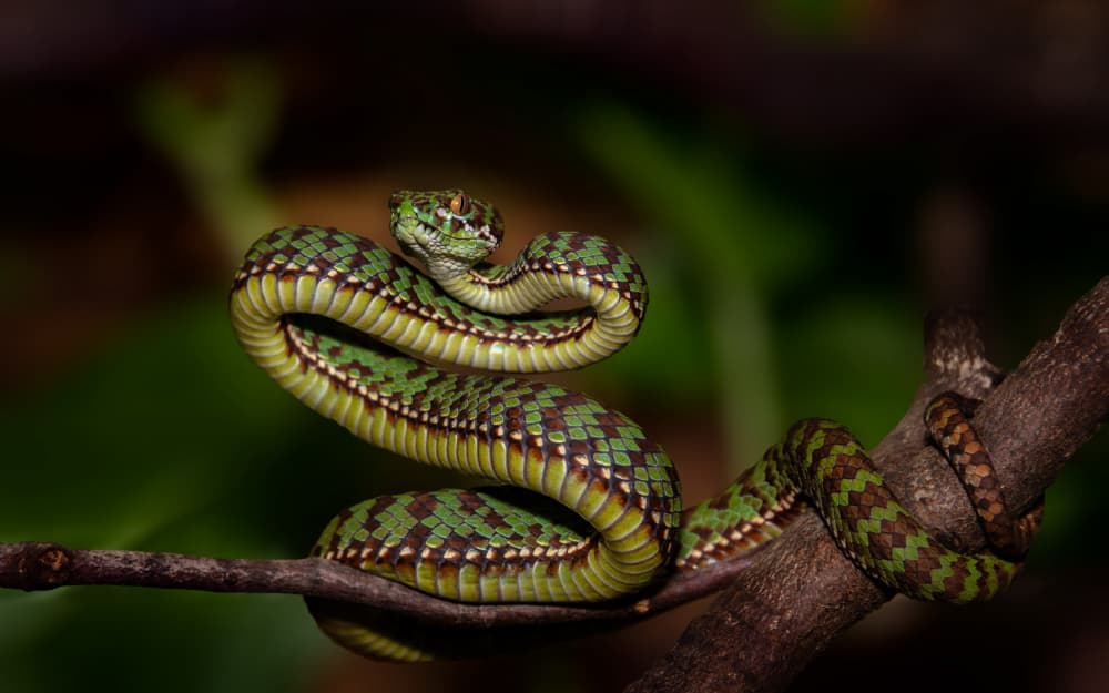 Watchful Jungle Viper by Joško Šimic — canvas wall art