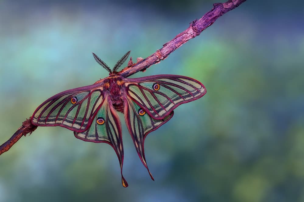 Vibrant Comet Moth by Jimmy Hoffman — canvas wall art