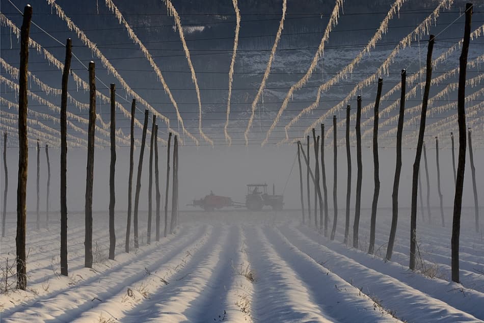 Icy Farm Rows by Jure Kravanja — canvas wall art