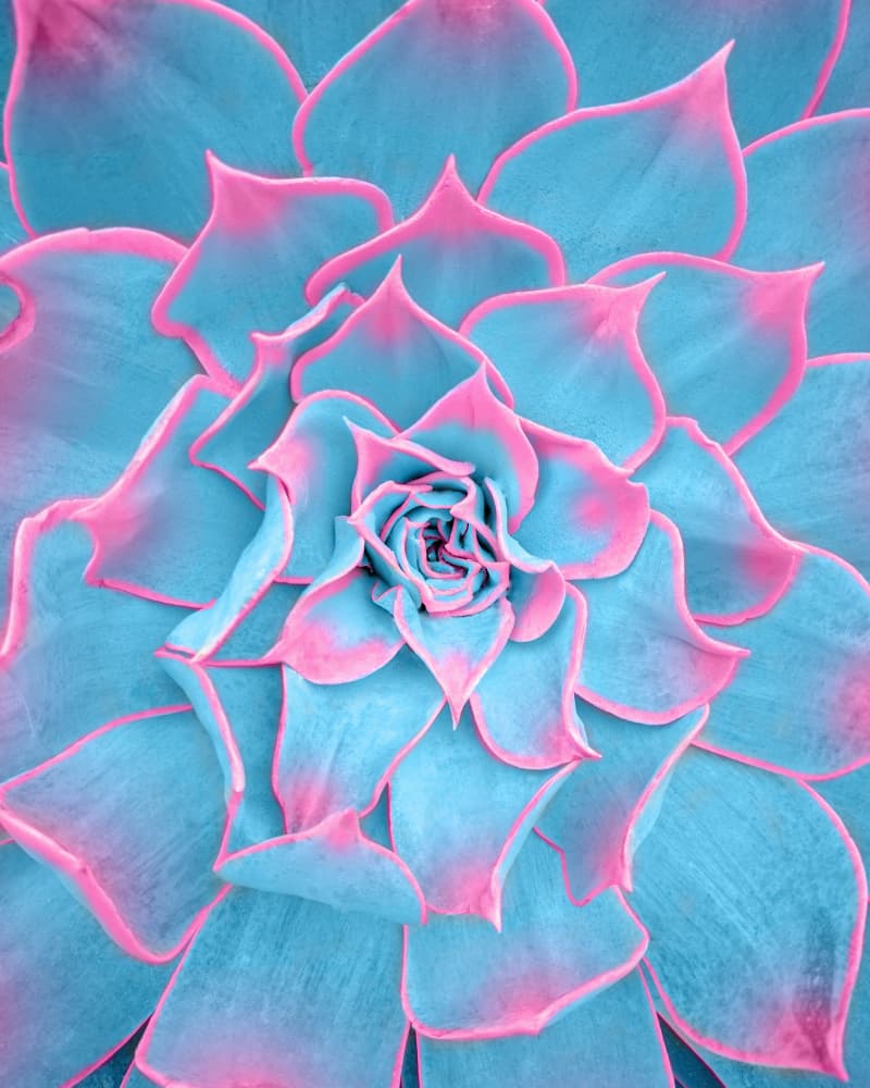 Blue and Pink Succulent by Tom Windeknecht — canvas wall art