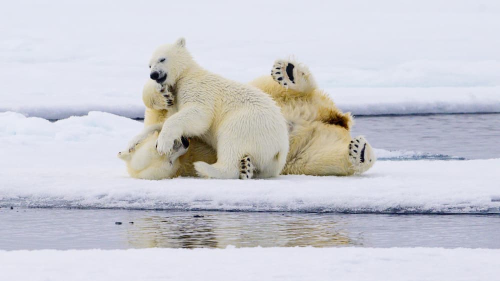Playful Polar Bears by Som Prasad — canvas wall art