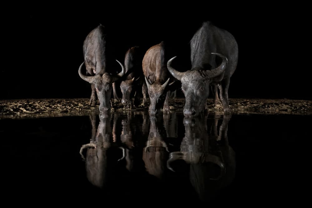 Buffalo Night Reflection by Marco Pozzi — canvas wall art