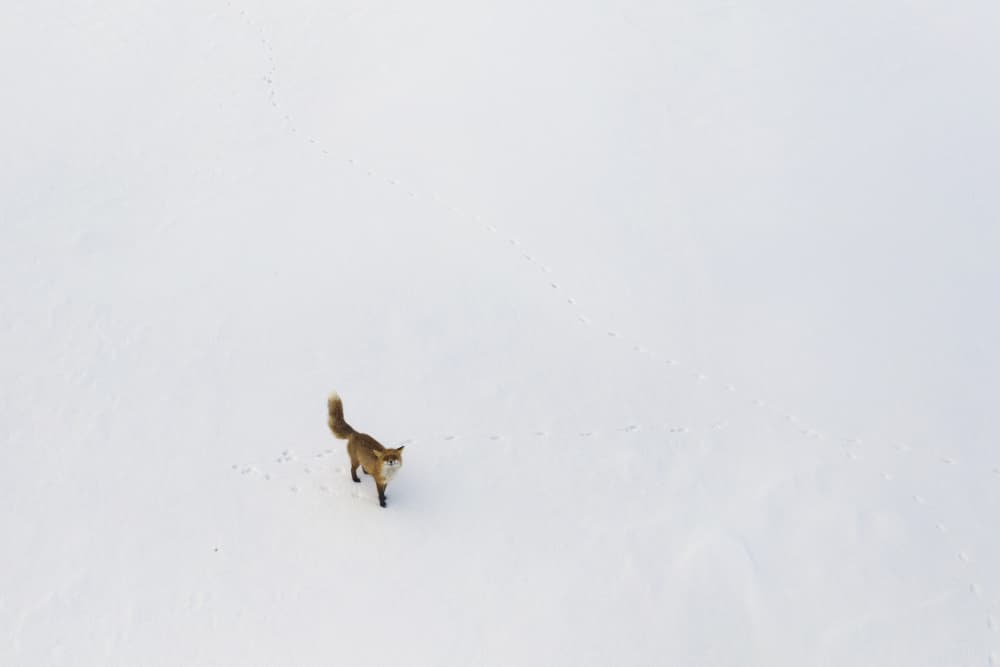 Red Fox in Snow by Dmitry Doronin — canvas wall art