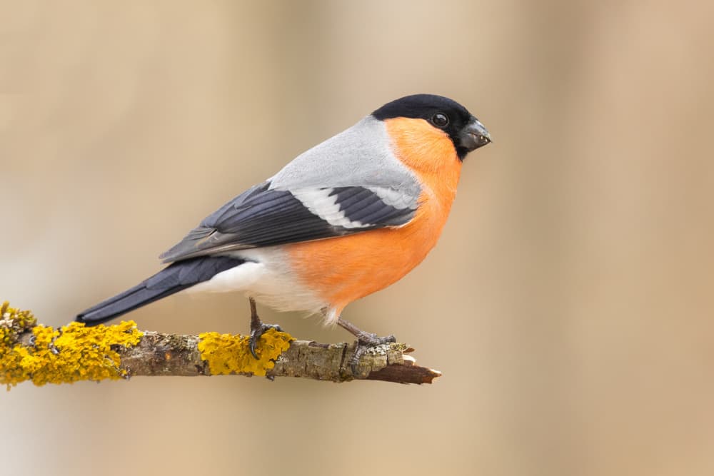 Vibrant Bullfinch On Branch by Annie Keizer — canvas wall art