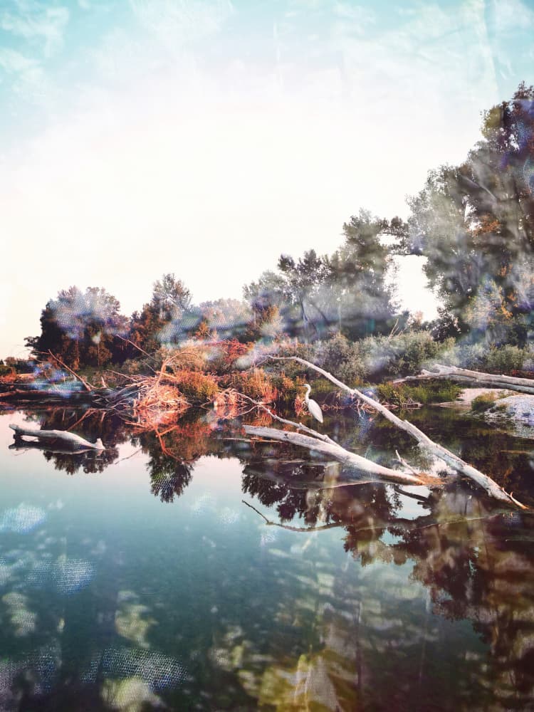 Serene River Bird by Angelo Cerantola — canvas wall art