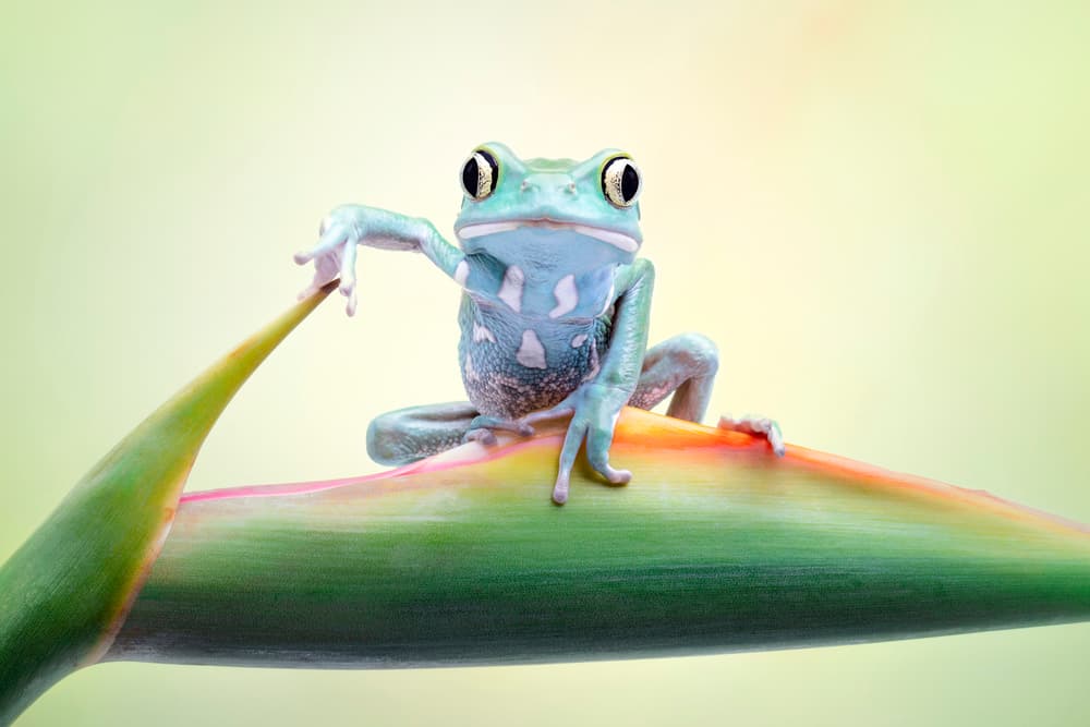 Vivid Blue Frog by Renee Doyle — canvas wall art