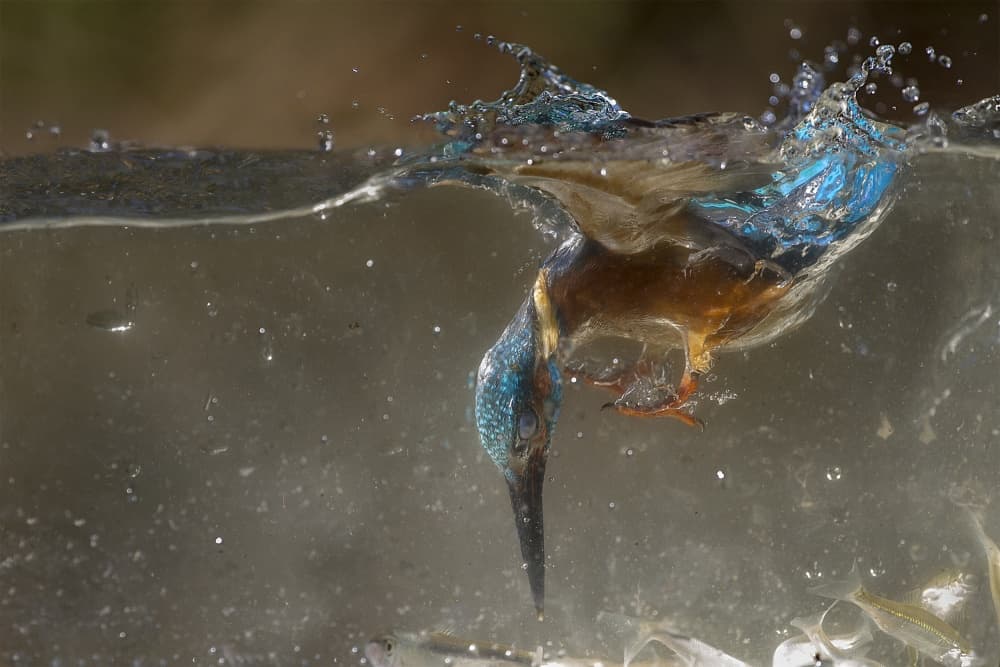 Kingfisher Water Dive by Marco Redaelli — canvas wall art