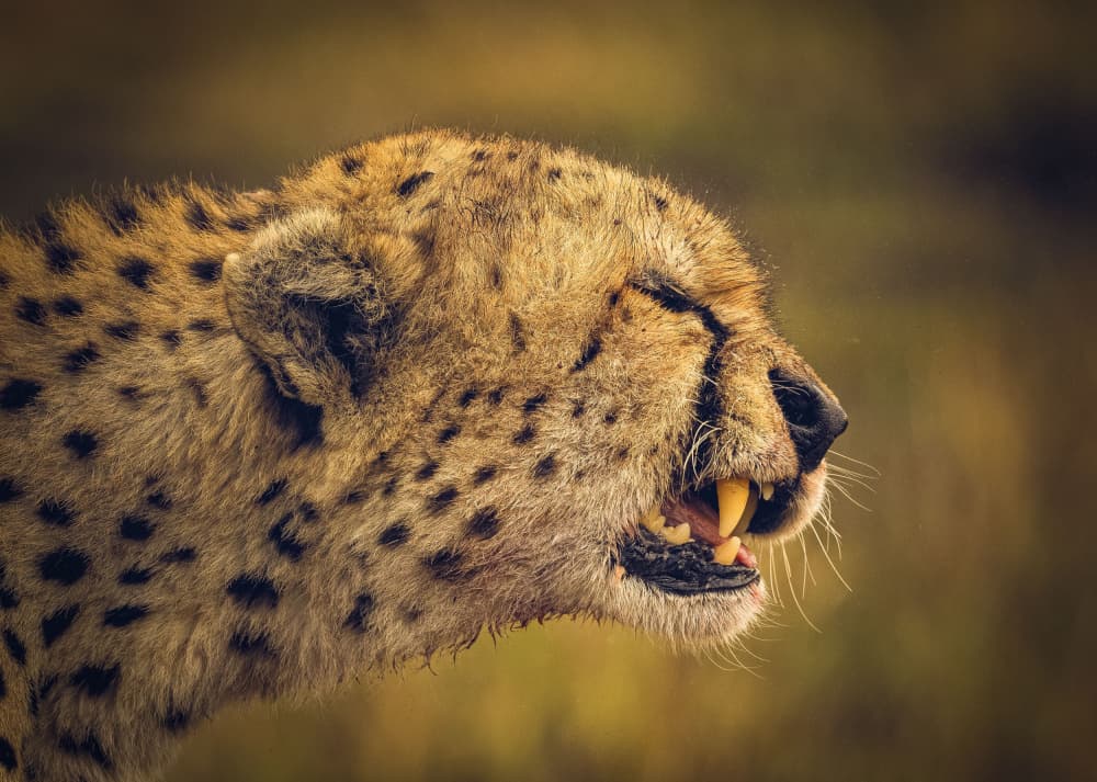 Snarling Cheetah Profile by Hamza Qarooni — canvas wall art