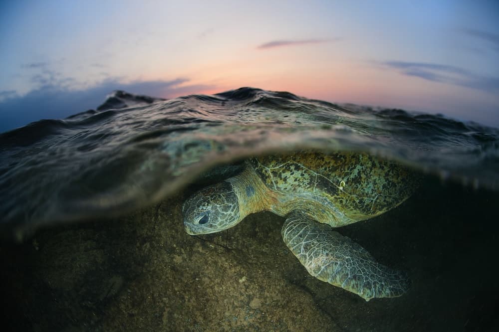 Green Sea Turtle Sunset by Andrey Narchuk — canvas wall art