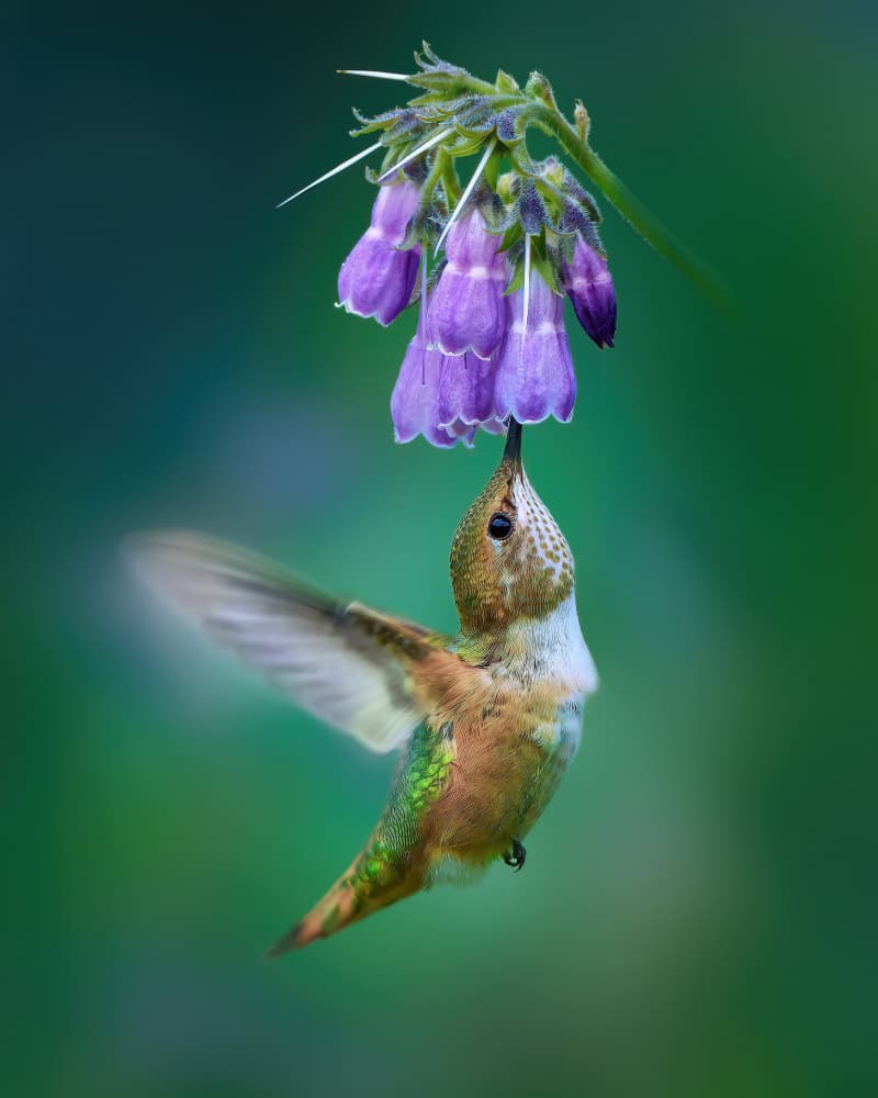 Hummingbird Feeding Flower by Qing Zhao — canvas wall art