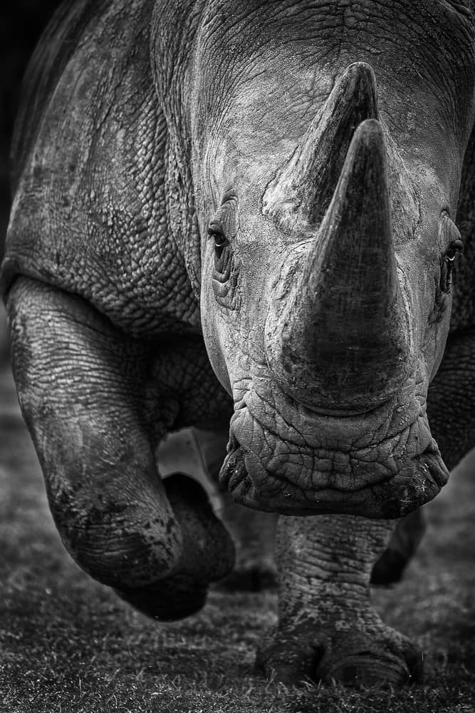 Rhino Approaching by Ali Khataw — canvas wall art