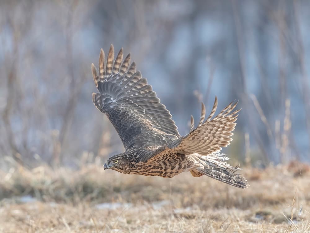 Hawk In Graceful Flight by Judy Tseng — canvas wall art