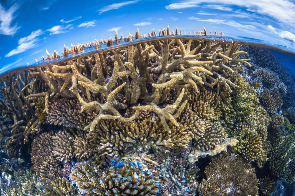Tropical Coral Reef Sky by Barathieu Gabriel — canvas wall art