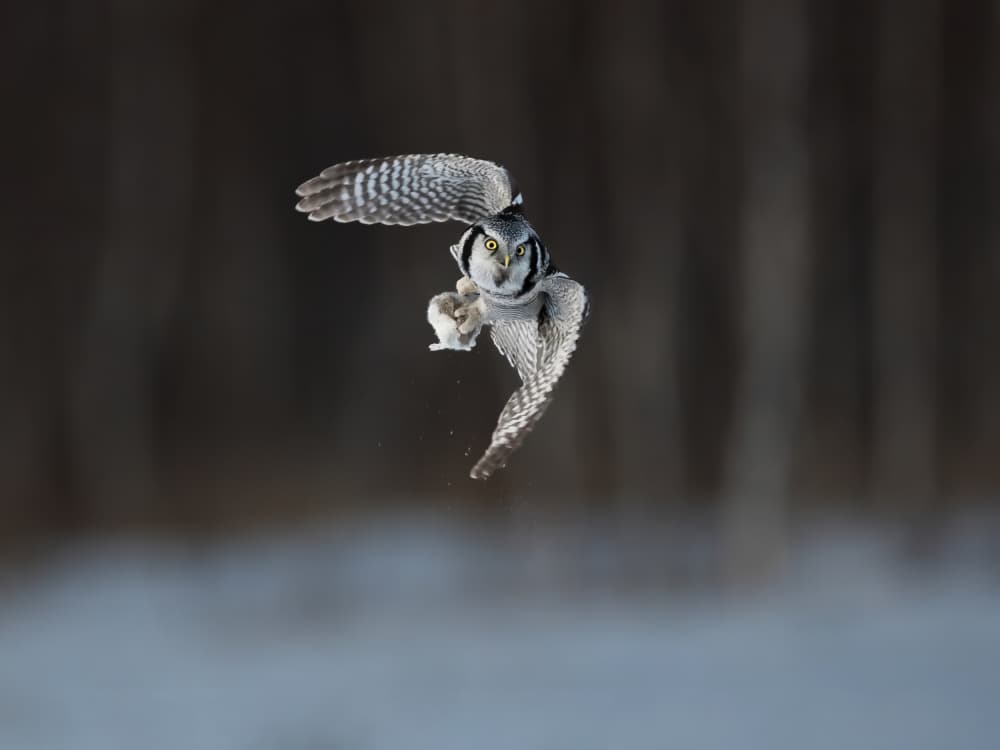 Flying Winter Owl by Taksing (吉星高照) — canvas wall art
