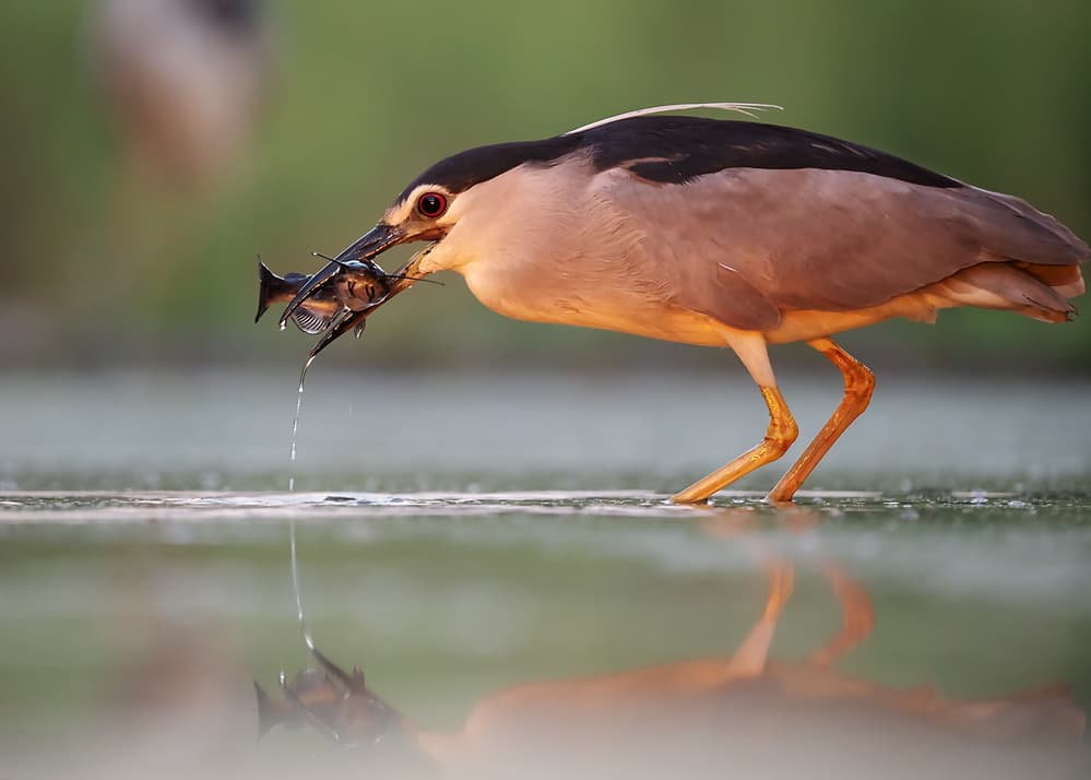 Night Heron Fishing by Annie Poreider — canvas wall art