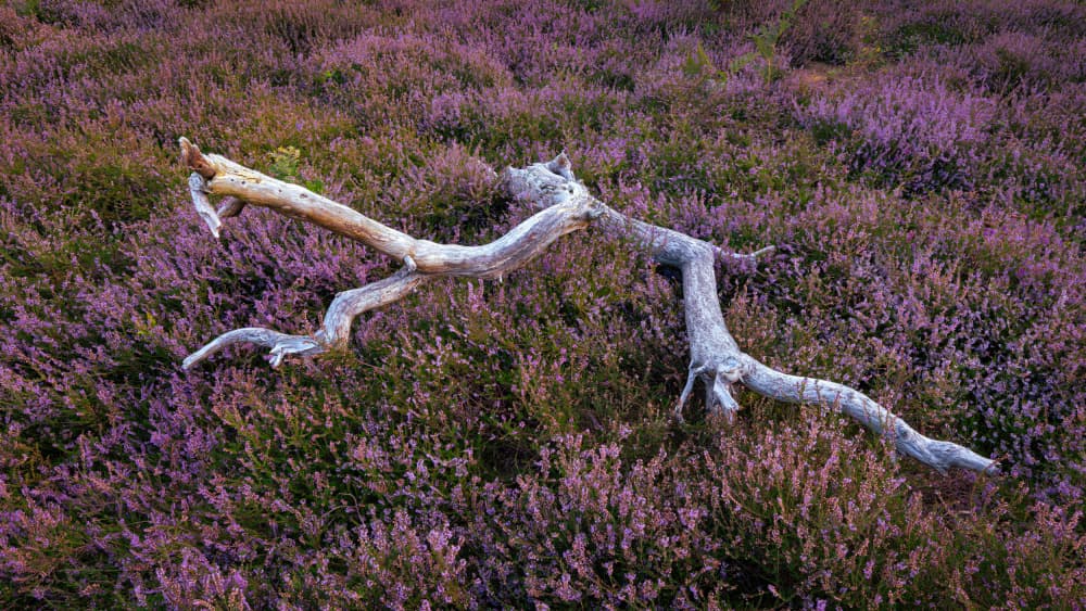 Purple Heather Wood by Kutub Uddin — canvas wall art