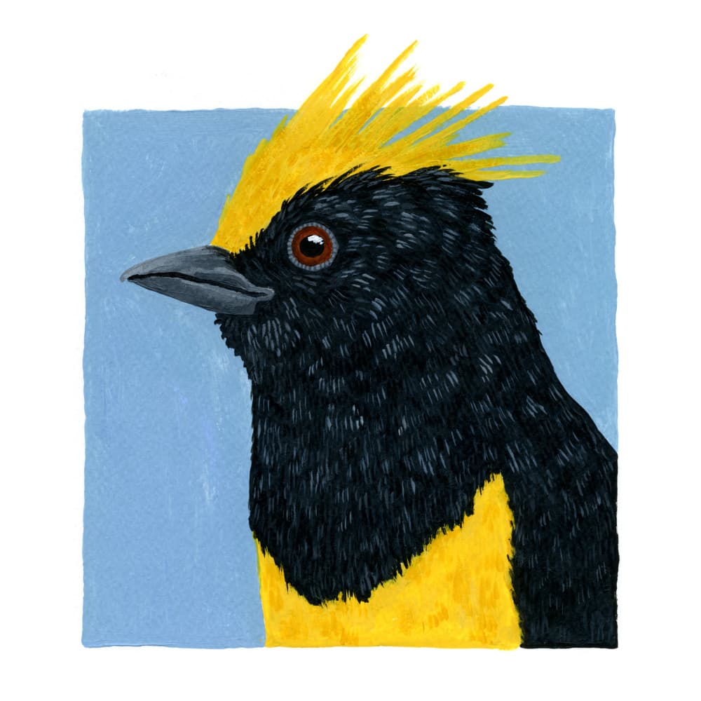 Vibrant Golden Crested Bird by Martina Scott — canvas wall art