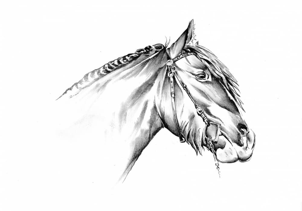 Majestic Horse Drawing by Kulik — canvas wall art
