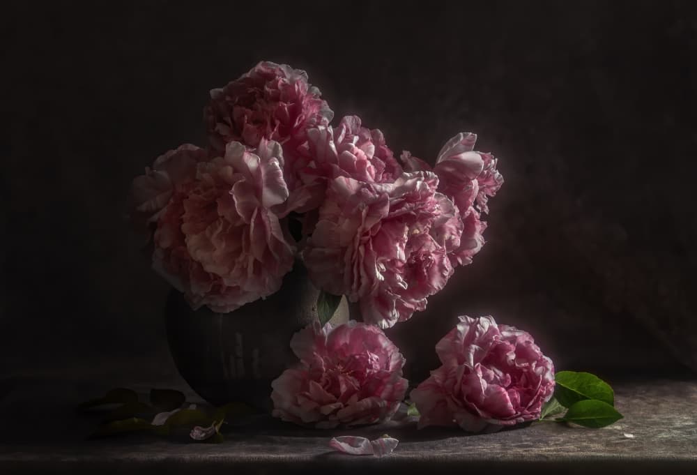 Dark Pink Peonies by Judy Tseng — canvas wall art