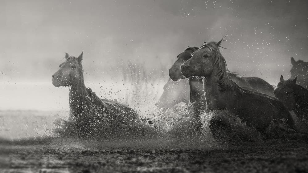 Wild Horses In Motion by Jennifer Lu — canvas wall art