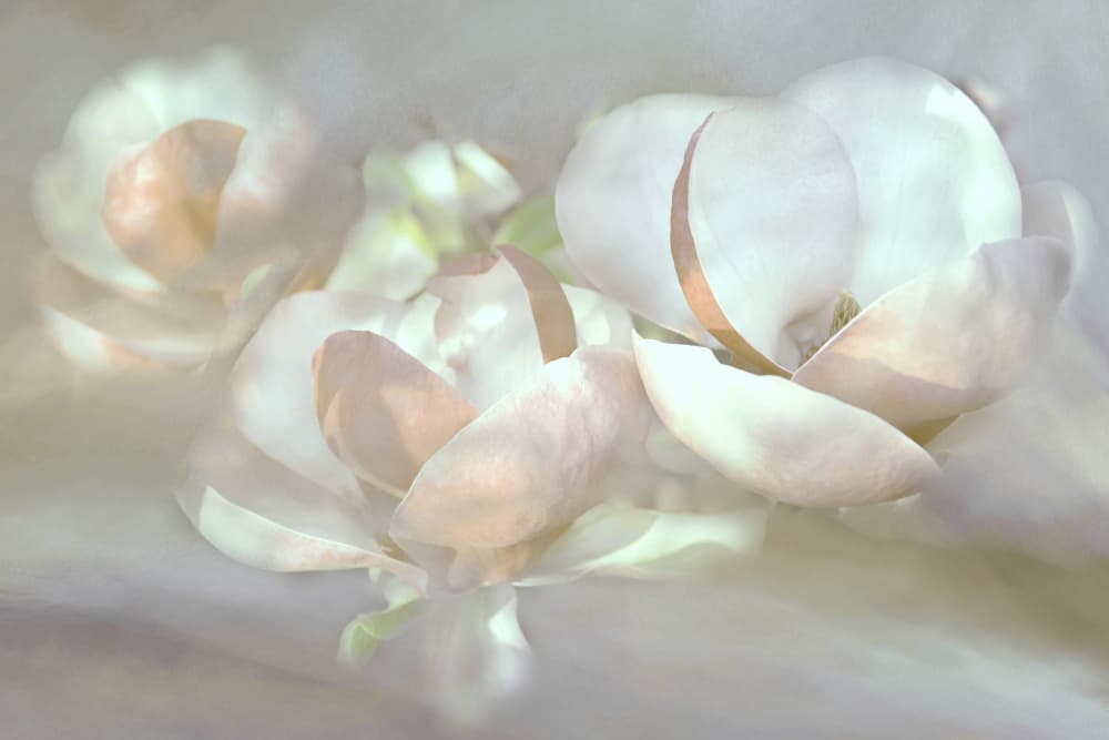 Soft Magnolia Blooms by Christina Sillen — canvas wall art