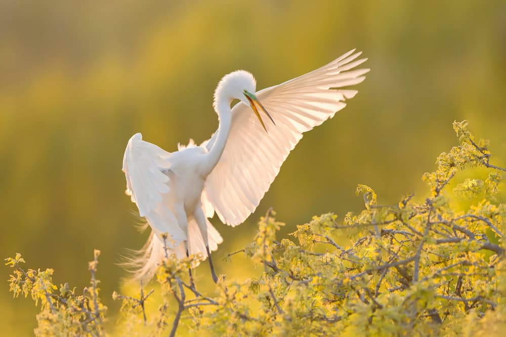 Golden Hour Egret by Qing Zhao — canvas wall art