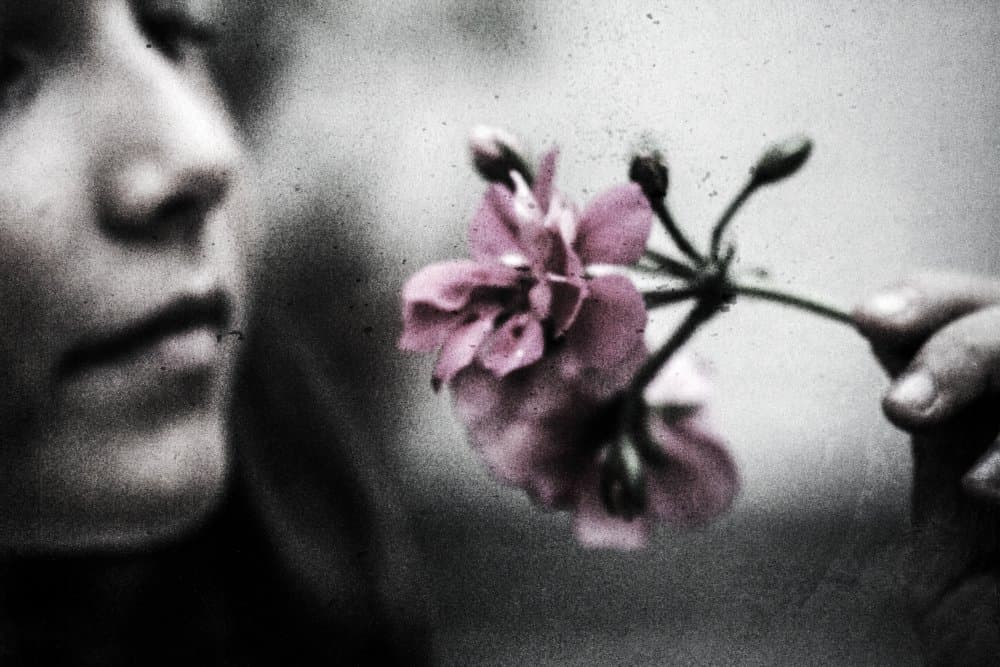 Quiet Pink Bloom by Bogdan Bouşcă — canvas wall art