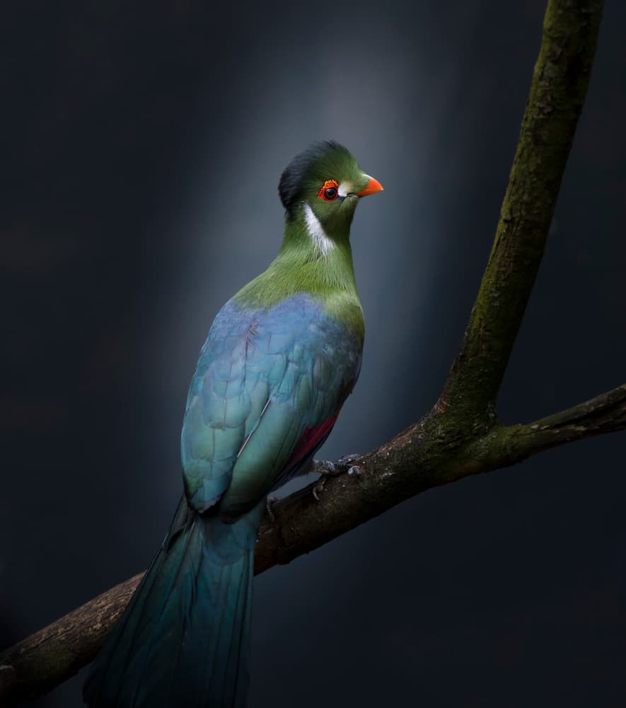 Colorful Turaco on Branch by Greetje van Son — canvas wall art
