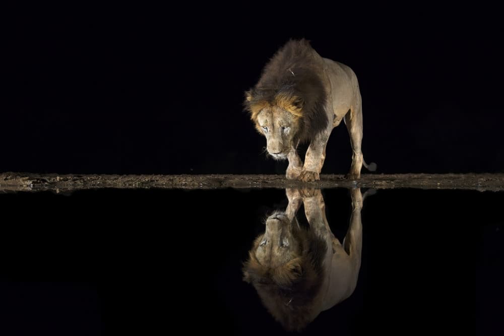 Lion's Night Reflection by Marco Pozzi — canvas wall art