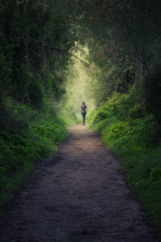 Solitary Forest Path by Haim Rosenfeld — canvas wall art