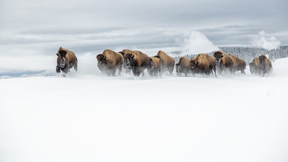 Running Bison Winter by Rob Li — canvas wall art