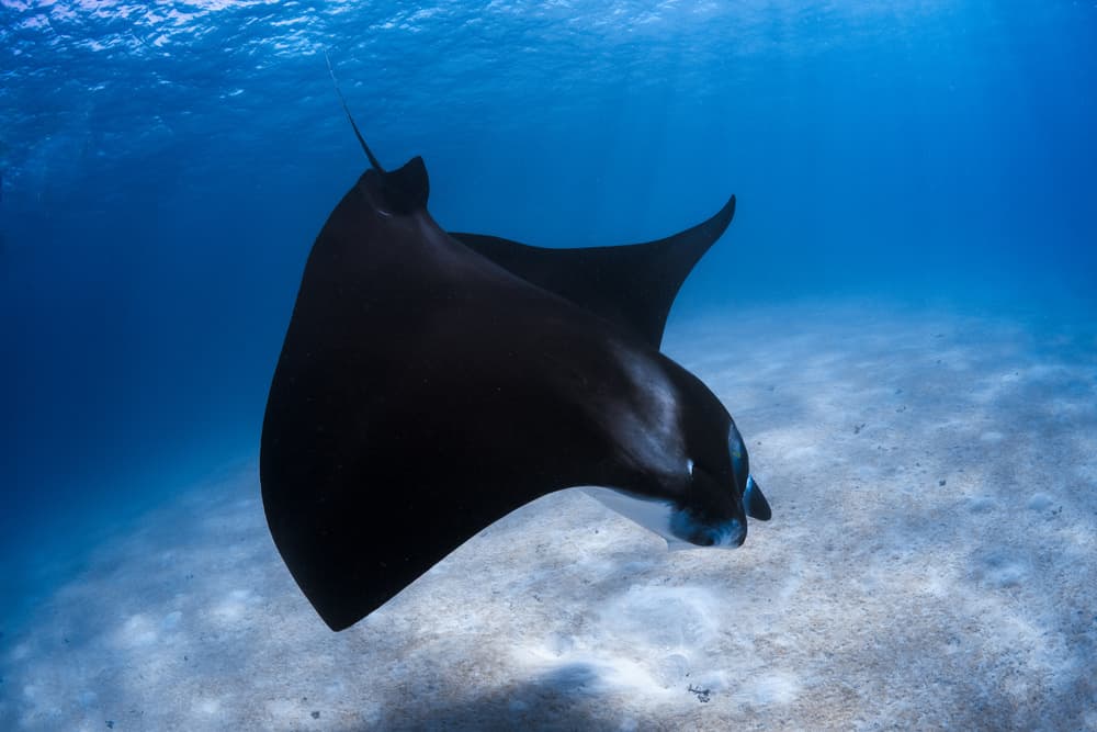 Graceful Black Manta Ray by Barathieu Gabriel — canvas wall art