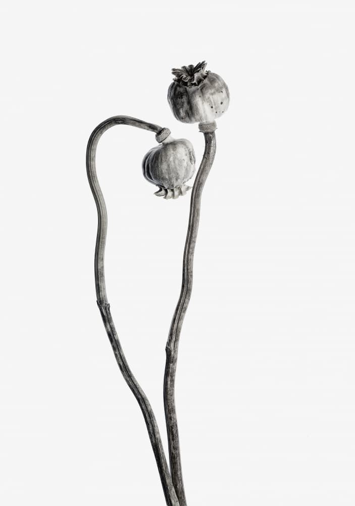 Poppy Pod Duo by Lotte Grønkjær — canvas wall art