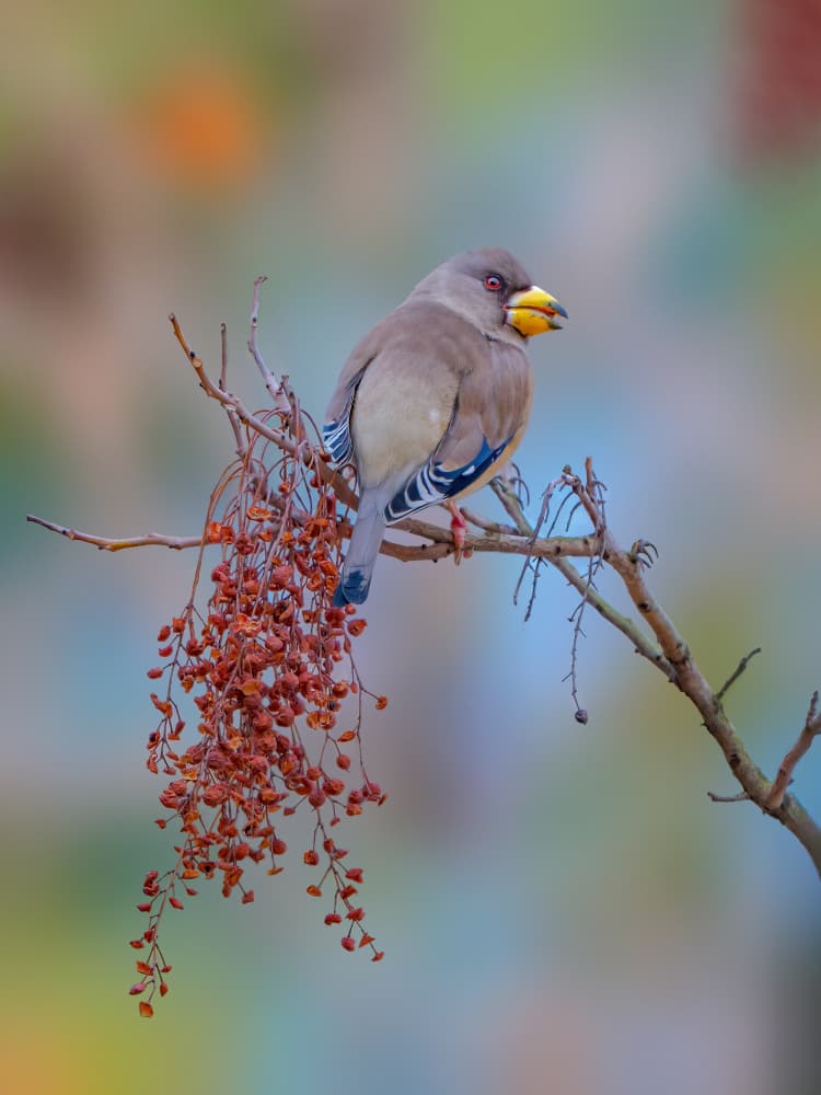 Winter Bird with Berries by Jacob (Jian) Xu — canvas wall art
