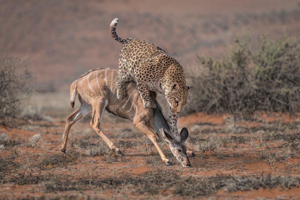 Leopard Kudu Struggle by Marcel Egger — canvas wall art