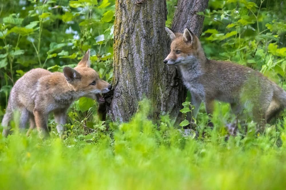 Curious Woodland Foxes by Marco Redaelli — canvas wall art