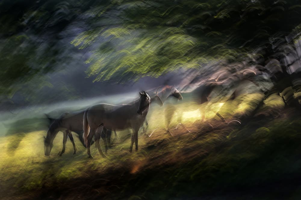 Ethereal Forest Horses by Milan Malovrh — canvas wall art