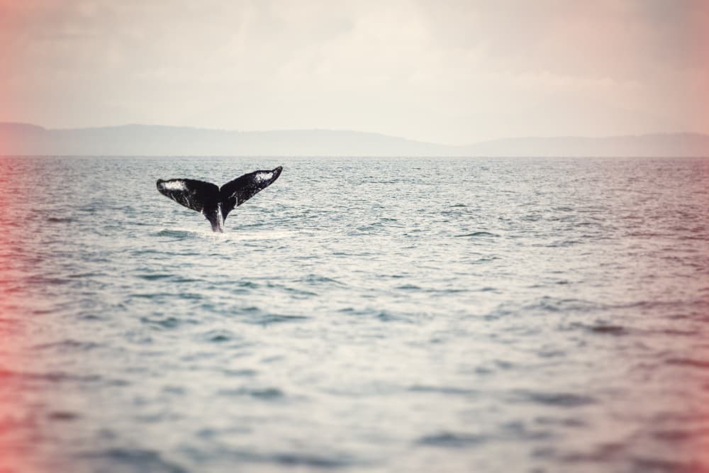 Whale Tail Ocean Dive by Lynann Colligan — canvas wall art