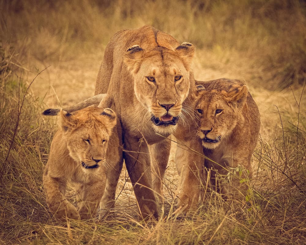 Lioness and Cubs by Hamza Qarooni — canvas wall art