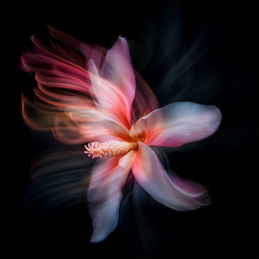 Dreamy Floral Motion by Bilge Paksoylu — canvas wall art