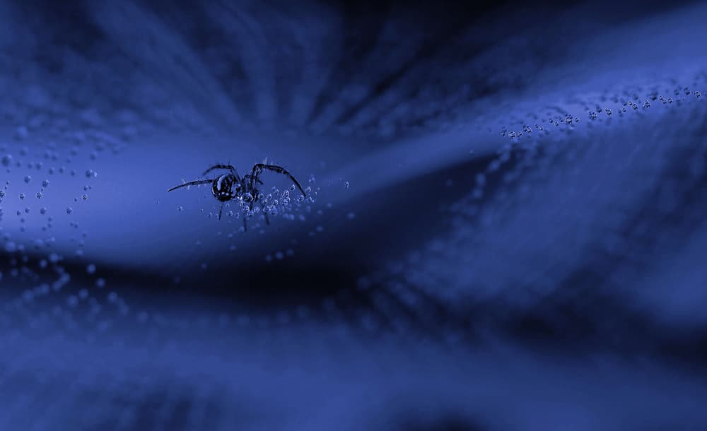Mysterious Blue Spider Web by Thierry Dufour — canvas wall art