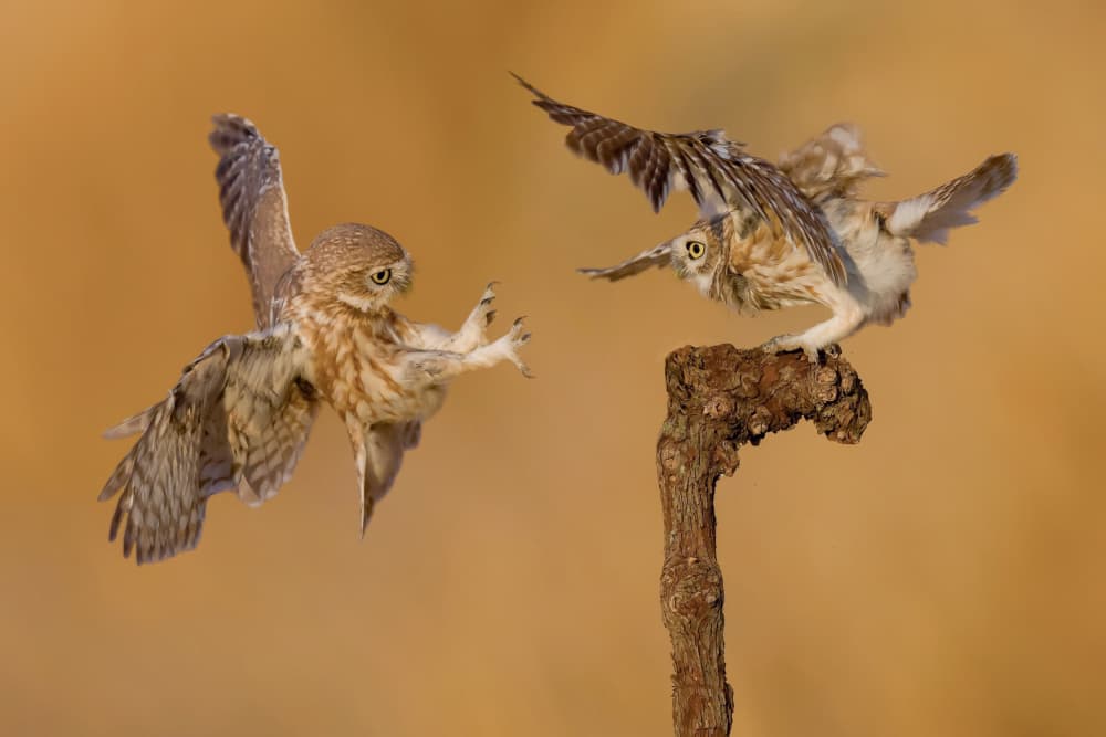 Owls In Flight by David Manusevich — canvas wall art
