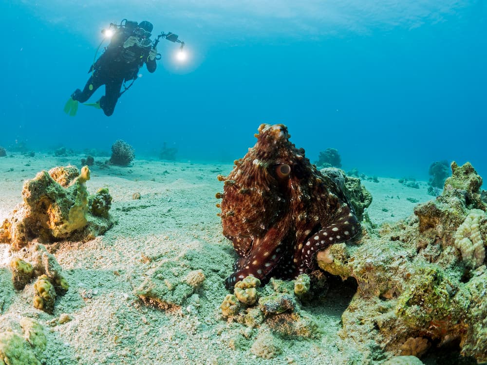 Diver Meets Octopus by Ilan Ben Tov — canvas wall art
