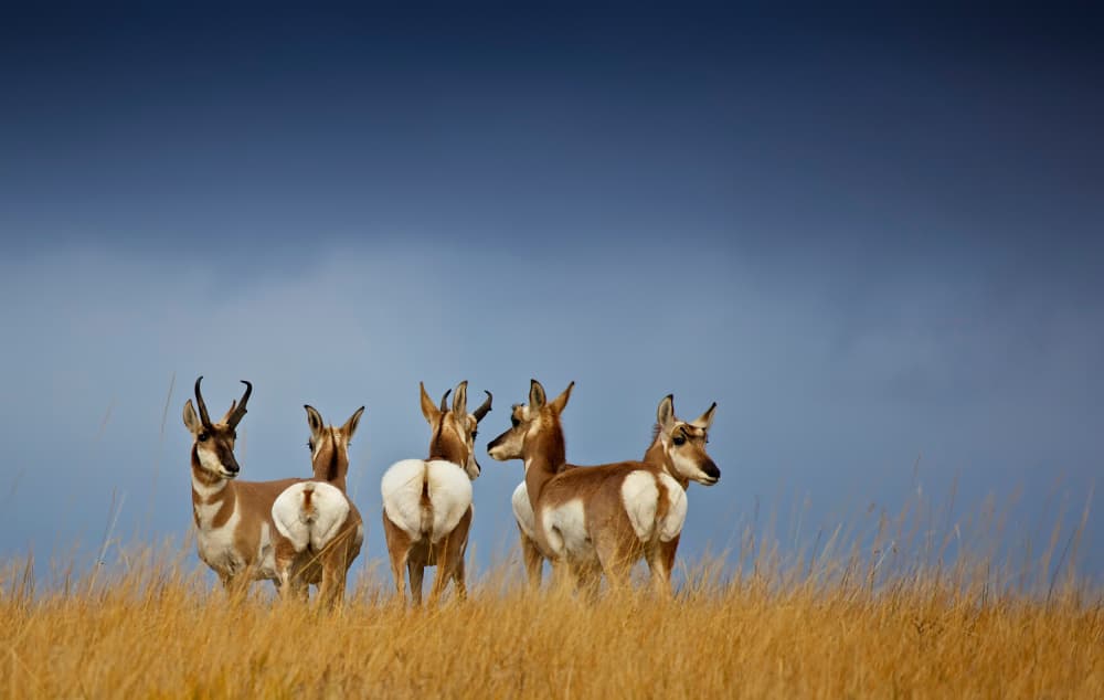 Pronghorns on the Plains by verdon — canvas wall art