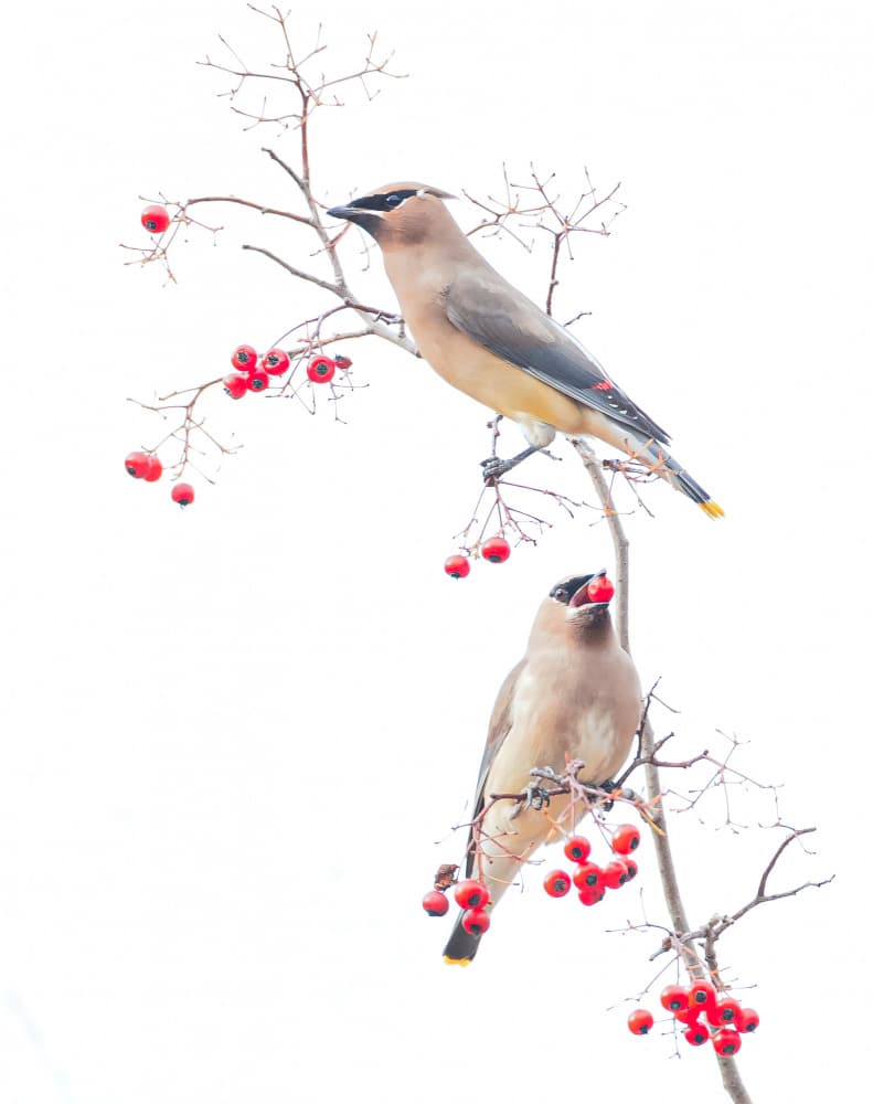 Cedar Waxwings and Berries by Johnson Huang — canvas wall art
